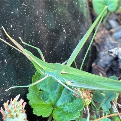 Acrida conica (Giant green slantface) at Monash, ACT - 28 Jan 2025 by jackQ