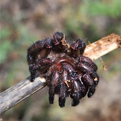 Idiosoma sp. (Genus) (Spiny Trapdoor) at Denman Prospect, ACT - 10 Feb 2025 by Wolfdogg