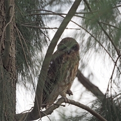 Ninox boobook (Southern Boobook) at Higgins, ACT - 8 Feb 2025 by wombey