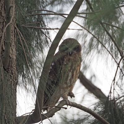 Ninox boobook (Southern Boobook) at Higgins, ACT - 8 Feb 2025 by wombey