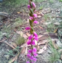 Spiranthes australis (Austral Ladies Tresses) at Long Beach, NSW - 10 Feb 2025 by HelenJ