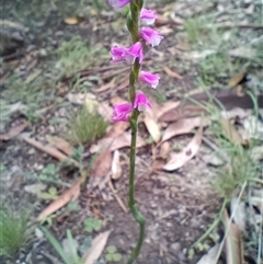 Spiranthes australis at Long Beach, NSW - suppressed