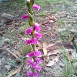 Spiranthes australis at Long Beach, NSW - suppressed