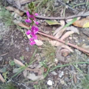 Spiranthes australis at Long Beach, NSW - suppressed