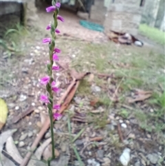 Spiranthes australis at Long Beach, NSW - suppressed