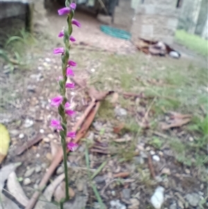 Spiranthes australis at Long Beach, NSW - suppressed