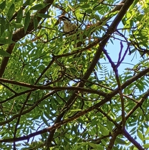 Eudynamys orientalis (Pacific Koel) at Red Hill, ACT - 13 Jan 2025 by HelenJ