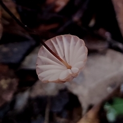 Marasmius sp. (Horse hair fungus) at Kianga, NSW - Yesterday by Teresa