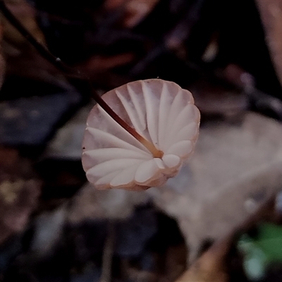 Marasmius sp. (Horse hair fungus) at Kianga, NSW - 10 Feb 2025 by Teresa