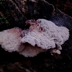 Auricularia delicata (Auricularia delicata) at Kianga, NSW - 10 Feb 2025 by Teresa