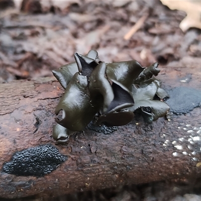 Unidentified Other fungi on wood at Kianga, NSW - 10 Feb 2025 by Teresa