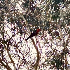 Alisterus scapularis (Australian King-Parrot) at Higgins, ACT - 10 Feb 2025 by Jillw