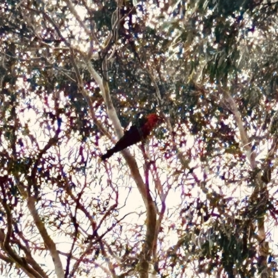 Alisterus scapularis (Australian King-Parrot) at Higgins, ACT - Yesterday by Jillw