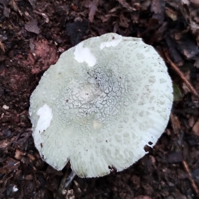 Russula sp. (genus) at Kianga, NSW - 10 Feb 2025 by Teresa