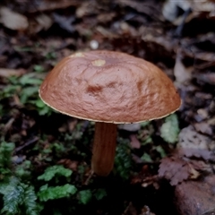 Unidentified Cap on a stem; pores below cap [boletes & stemmed polypores] at Kianga, NSW - 10 Feb 2025 by Teresa