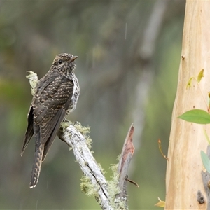 Cacomantis variolosus (Brush Cuckoo) at Brindabella, NSW - 5 Feb 2025 by JRCNM