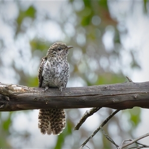 Cacomantis variolosus at Brindabella, NSW - 5 Feb 2025 04:47 PM