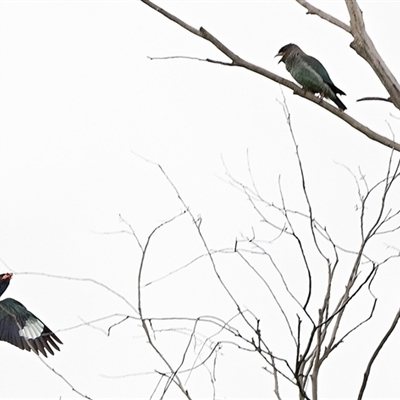 Eurystomus orientalis (Dollarbird) at Thirlmere, NSW - 9 Feb 2025 by Freebird