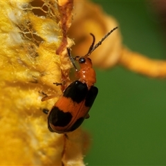 Aulacophora hilaris (Pumpkin Beetle) at Higgins, ACT - Yesterday by AlisonMilton