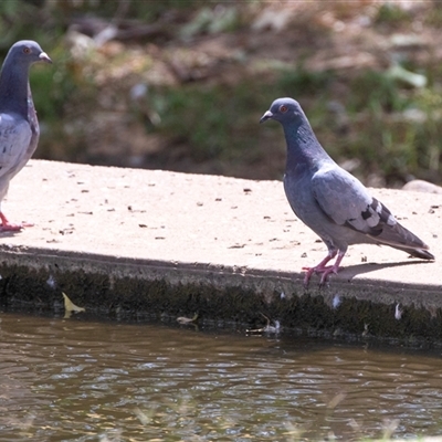 Columba livia (Rock Dove (Feral Pigeon)) at Boorowa, NSW - 5 Feb 2025 by AlisonMilton