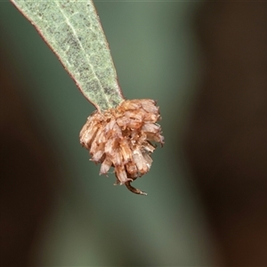 Paropsis atomaria (Eucalyptus leaf beetle) at Ngunnawal, ACT - 1 Feb 2025 by AlisonMilton