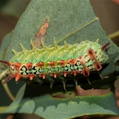 Doratifera quadriguttata (Four-spotted Cup Moth) at Gungahlin, ACT - 1 Feb 2025 by AlisonMilton