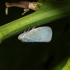 Anzora unicolor (Grey Planthopper) at Higgins, ACT - 31 Jan 2025 by AlisonMilton