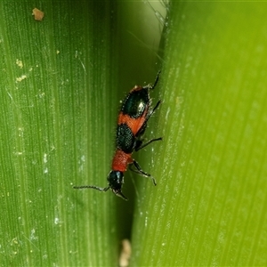 Dicranolaius bellulus (Red and Blue Pollen Beetle) at Higgins, ACT - 31 Jan 2025 by AlisonMilton