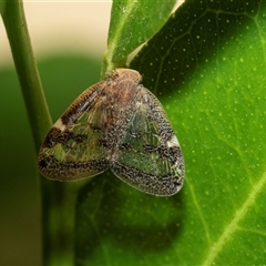 Scolypopa australis (Passionvine hopper, Fluffy bum) at Higgins, ACT - 31 Jan 2025 by AlisonMilton