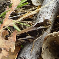 Gastrimargus musicus (Yellow-winged Locust or Grasshopper) at Ridgeway, TAS - 10 Feb 2025 by VanessaC