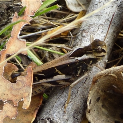 Gastrimargus musicus (Yellow-winged Locust or Grasshopper) at Ridgeway, TAS - 10 Feb 2025 by VanessaC