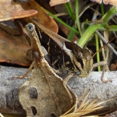 Gastrimargus musicus at Ridgeway, TAS - 10 Feb 2025 03:12 PM