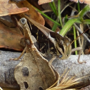 Gastrimargus musicus at Ridgeway, TAS - 10 Feb 2025 03:12 PM