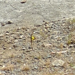 Gastrimargus musicus at Ridgeway, TAS - 10 Feb 2025 03:12 PM