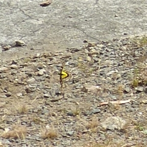 Gastrimargus musicus at Ridgeway, TAS - 10 Feb 2025 03:12 PM