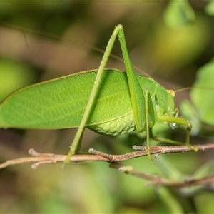 Caedicia simplex (Common Garden Katydid) at Higgins, ACT - 31 Jan 2025 by AlisonMilton