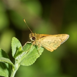 Ocybadistes walkeri (Green Grass-dart) at Higgins, ACT - 31 Jan 2025 by AlisonMilton