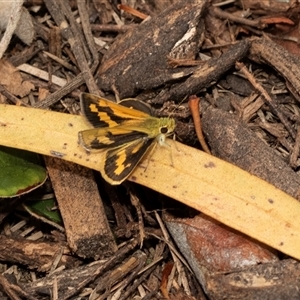 Ocybadistes walkeri at Higgins, ACT - 31 Jan 2025 07:45 AM