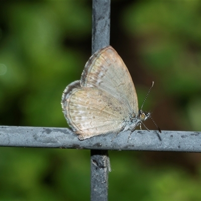 Zizina otis (Common Grass-Blue) at Higgins, ACT - Yesterday by AlisonMilton