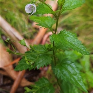 Veronica grosseserrata (A Speedwell) at Uriarra, NSW - 9 Feb 2025 by BethanyDunne