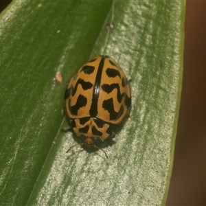 Cleobora mellyi (Southern Ladybird) at Acton, ACT - Yesterday by AlisonMilton