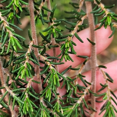 Pomaderris phylicifolia subsp. ericoides (Narrow-leaf Pomaderris) at Uriarra Village, ACT - 9 Feb 2025 by BethanyDunne