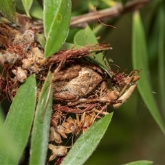 Unidentified Orb-weaving spider (several families) at Higgins, ACT - 31 Jan 2025 by AlisonMilton