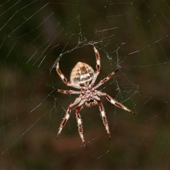 Hortophora sp. (genus) (Garden orb weaver) at Higgins, ACT - 2 Feb 2025 by AlisonMilton