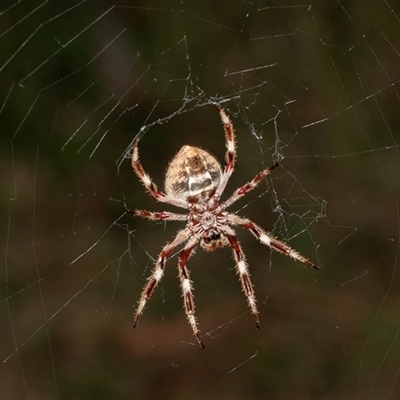 Unidentified Orb-weaving spider (several families) at Higgins, ACT - 2 Feb 2025 by AlisonMilton