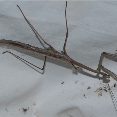 Tenodera australasiae (Purple-winged mantid) at Higgins, ACT - 5 Feb 2025 by AlisonMilton