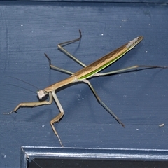 Tenodera australasiae (Purple-winged mantid) at Higgins, ACT - 5 Feb 2025 by AlisonMilton