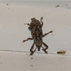 Orthorhinus cylindrirostris (Elephant Weevil) at Higgins, ACT - 5 Feb 2025 by AlisonMilton