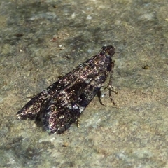 Unidentified Moth (Lepidoptera) at Mount Stuart, TAS - 9 Feb 2025 by VanessaC