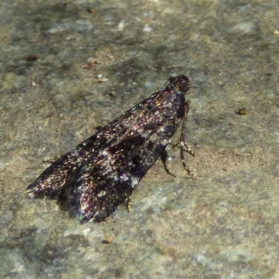 Unidentified Moth (Lepidoptera) at Mount Stuart, TAS - 9 Feb 2025 by VanessaC